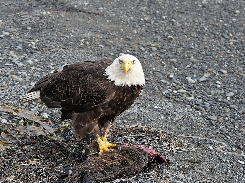 Alaska Wildlife-49.JPG